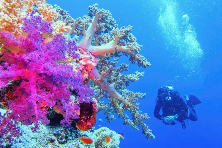 Offerte Egitto Agosto | Relax a Marsa Alam